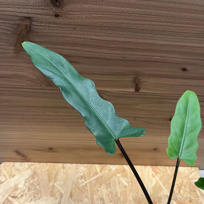 アロカシア ラウテルバキアナ アルボ アロカシア ラウテルバキアナ | GREEN LUCK