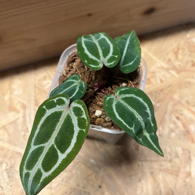 希少　レア　アンスリウム ドラヤキx (ミシェル ｘ ザラ F3) 希少 レア アンスリウム ドラヤキx (ミシェル x ザラ F3) - メルカリ