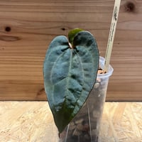 アンスリウム sp.モロナ | GREEN LUCK