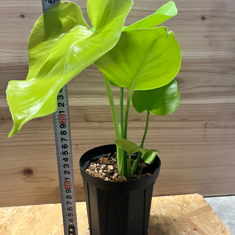 やたがらす」激レアモンステラ デリシオーサ スフィンクス やたがらす