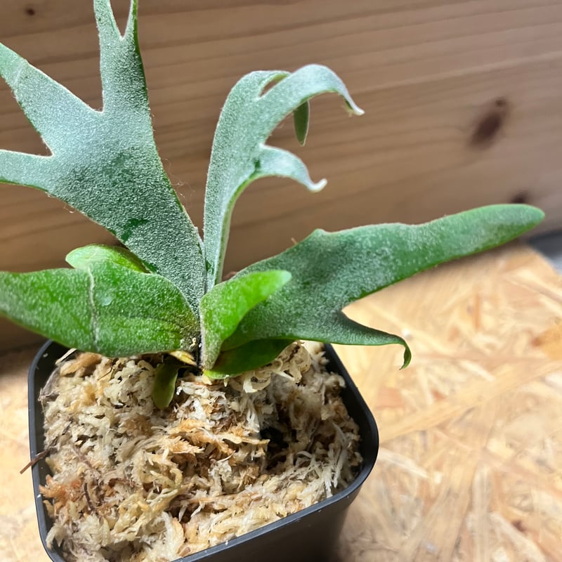 ウイリンキー　ビカクシダ ビカクシダ ウィリンキー 'ジュエル' | GREEN LUCK