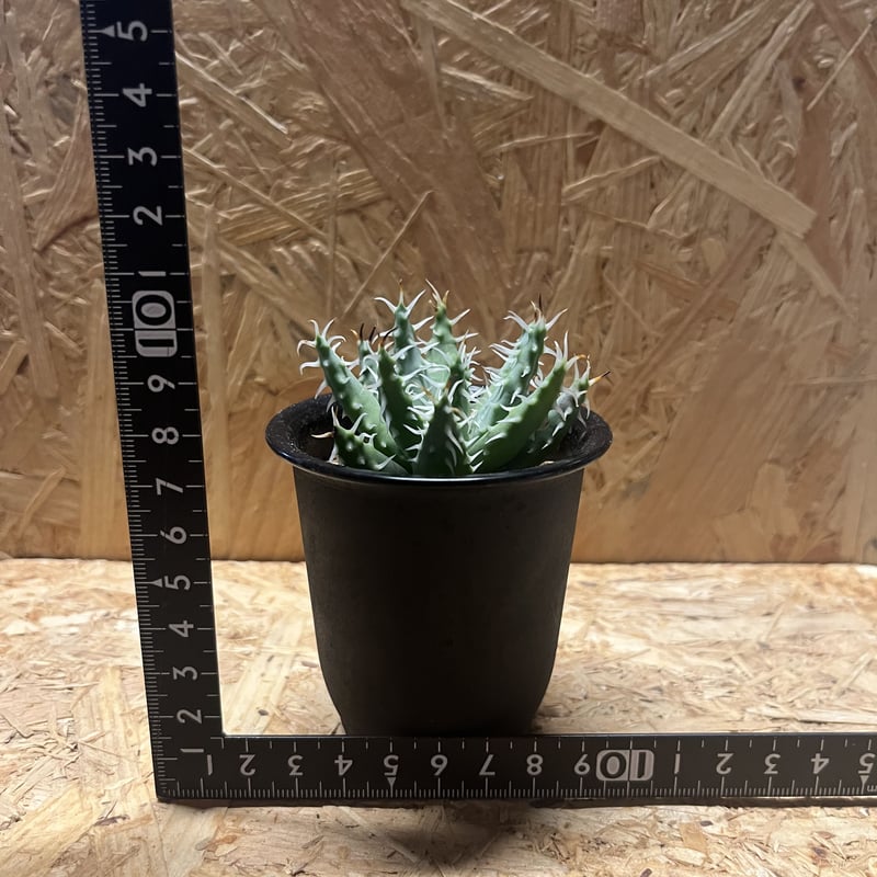 アロエ エリナケア | GREEN LUCK