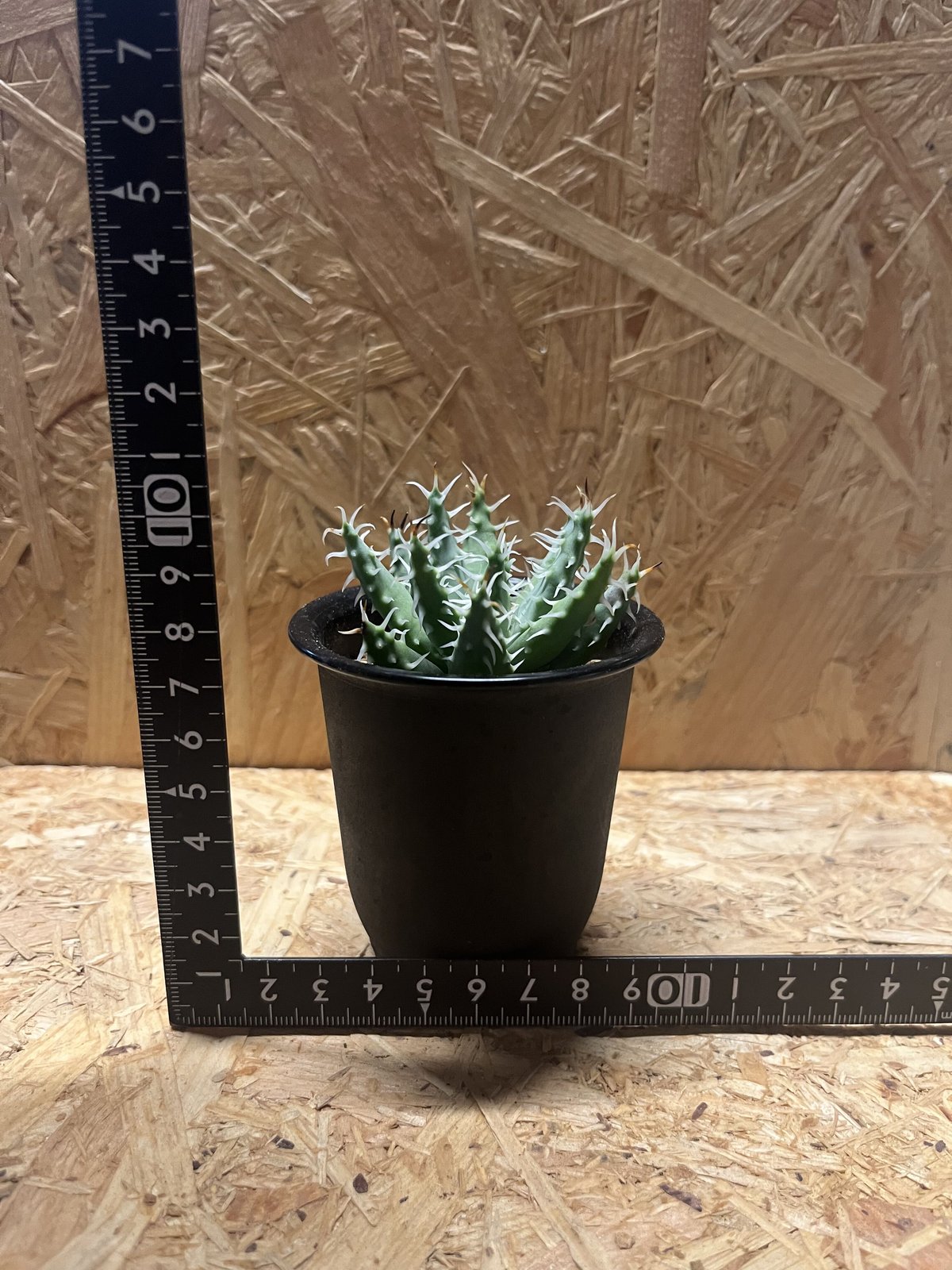 アロエ エリナケア | GREEN LUCK