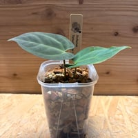 斑入りモンステラ デリシオーサ クリームブリュレ | GREEN LUCK