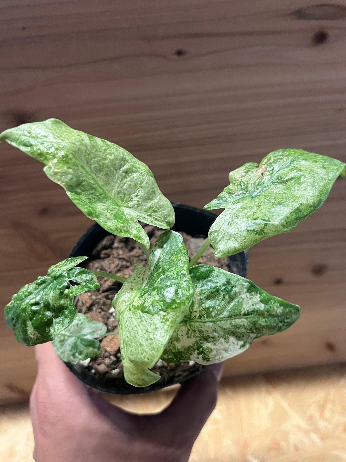 アロカシア オドラ バティック 散り斑クワズイモ | GREEN LUCK アロカシア オドラ バティック 散り斑クワズイモ | GREEN LUCK