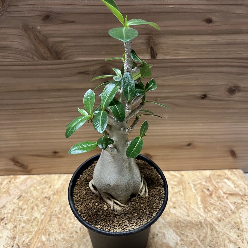 アデニウム アラビカム | GREEN LUCK