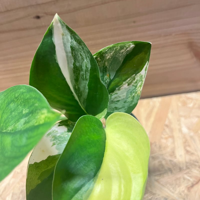 スキンダプサス ジェイドサテン バリエガータ | GREEN LUCK