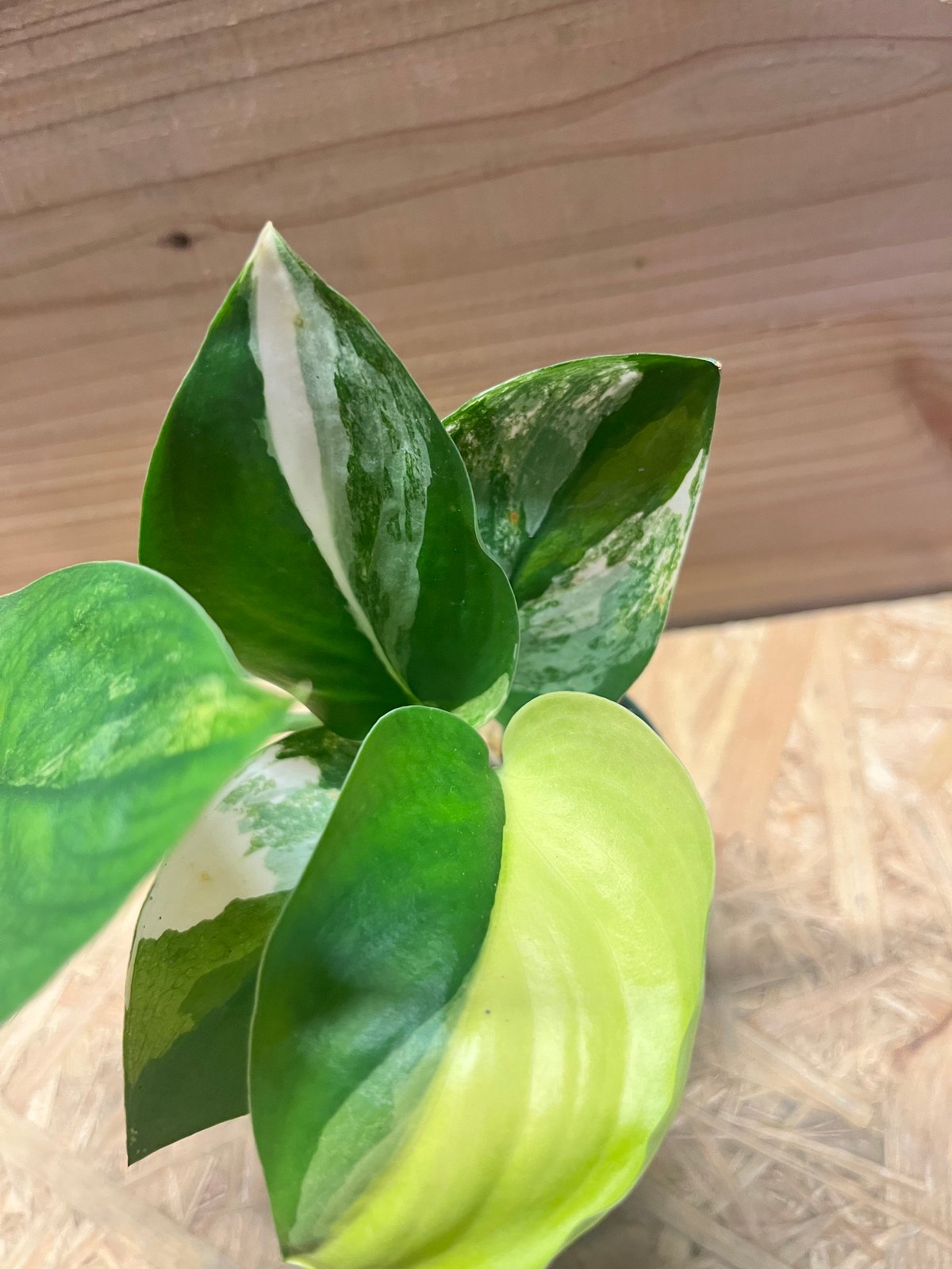 スキンダプサス ジェイドサテン バリエガータ | GREEN LUCK