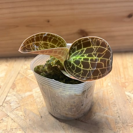 ドリームキャッチャー ドリームキャッチャー | STORES