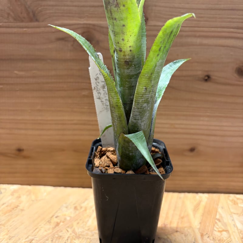 ネオレゲリア パウシフローラ 'ホワイトフォーム' | GREEN LUCK