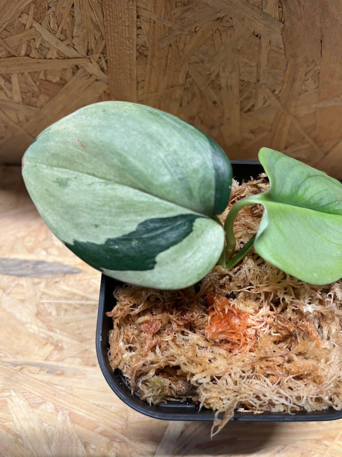 スキンダプサス　ユパ 🌱Scindapsus Yupa🌱 Yupa is characterized by its sparkling