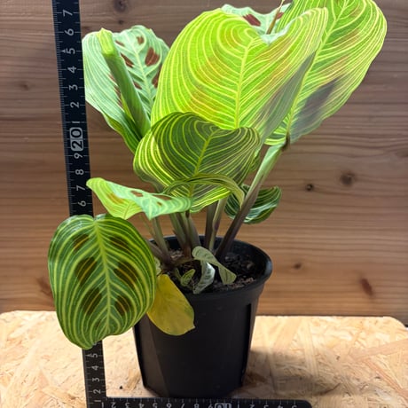 マランタ　'ファンタジー' （ライトベインズ）
