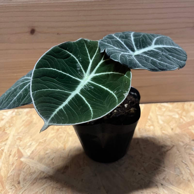 アロカシア ブラックベルベット | GREEN LUCK