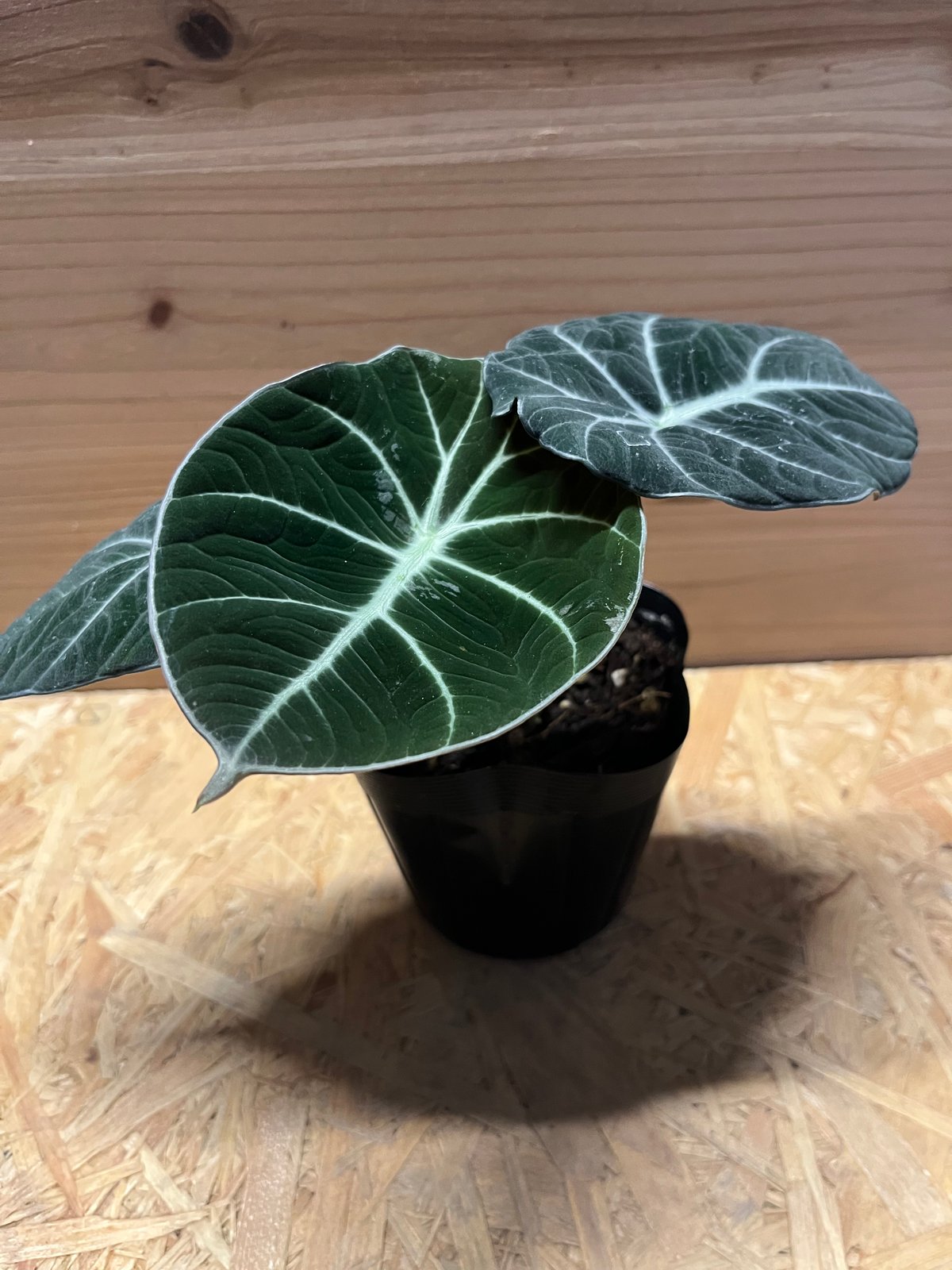 〜養生中〜＊* アロカシア ブラックベルベット 斑入り ＊* お芋から育てた子♪ アロカシア ブラックベルベット 斑入り ＊* お芋から育てた子