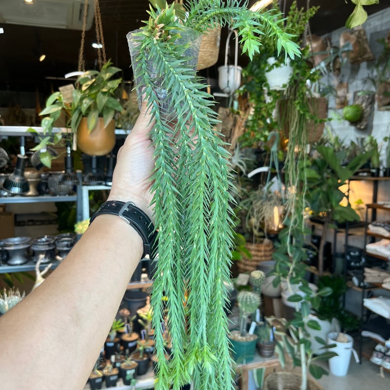 フペルジア ゴエベリーグリーン フペルジア グリーンゴエベリ Huperzia green goebelii 観葉植物
