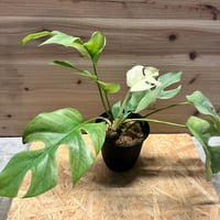 ドラセナシナバリ ドラセナ シナバリ | GREEN LUCK