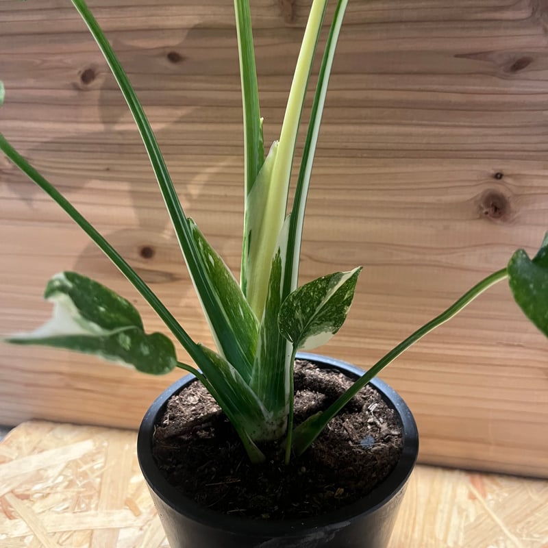 斑入りモンステラ タイコンステレーション 極斑タイプ | GREEN LUCK