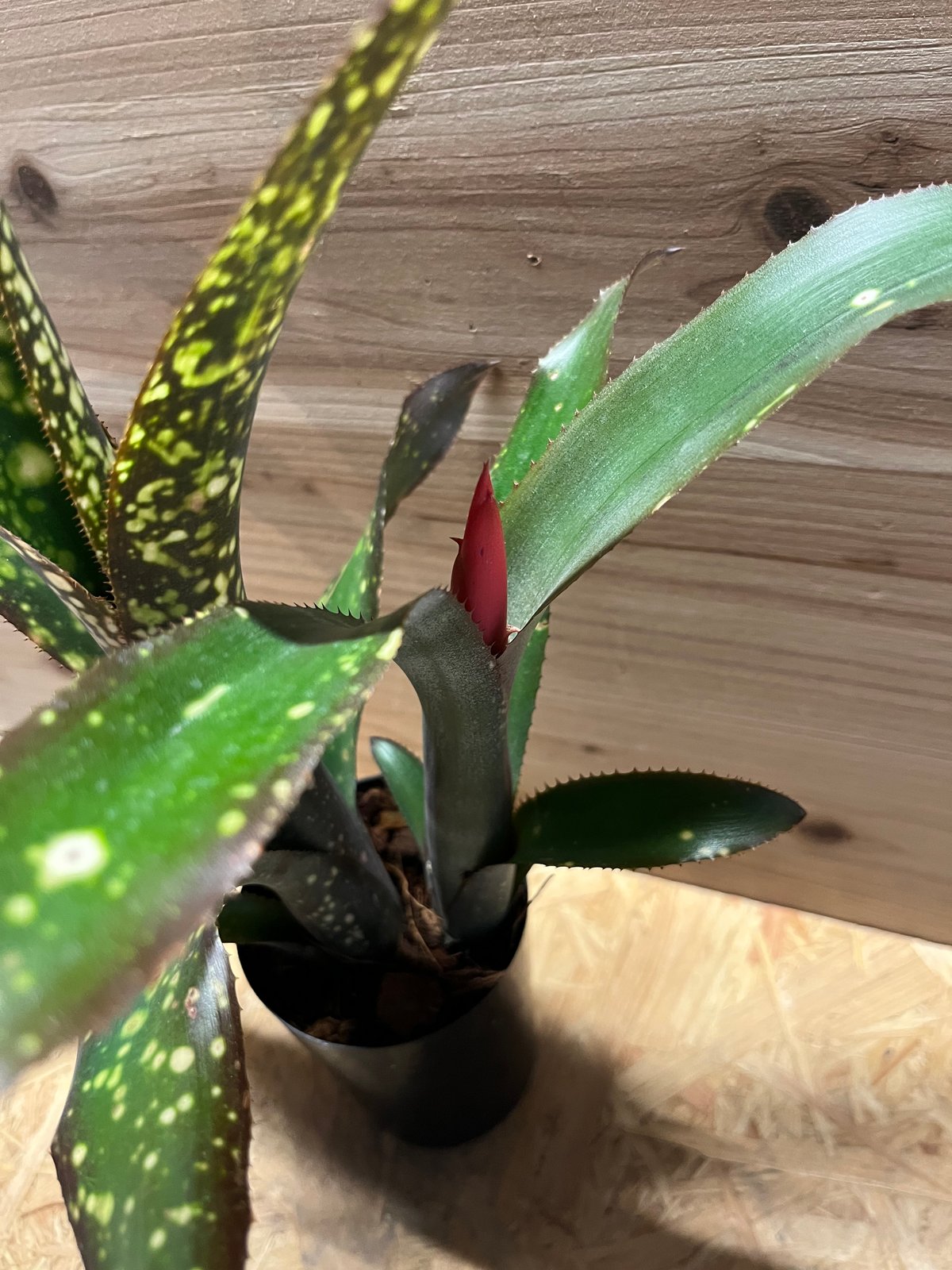 Billbergia 'Dreams'〔ビルベルギア〕現品発送B0261 観葉植物 ビルベルギア ドリーム Billbergia “Dream“ : 花郷園