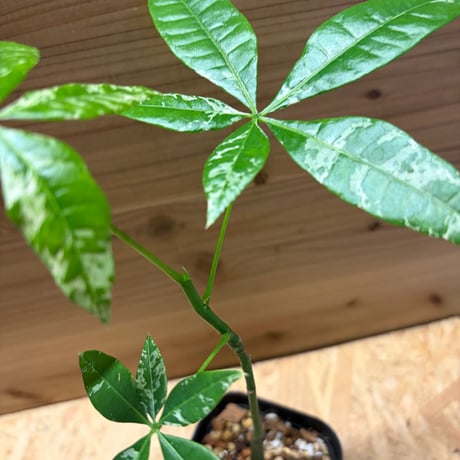 パキラ　グラブラ　斑入り