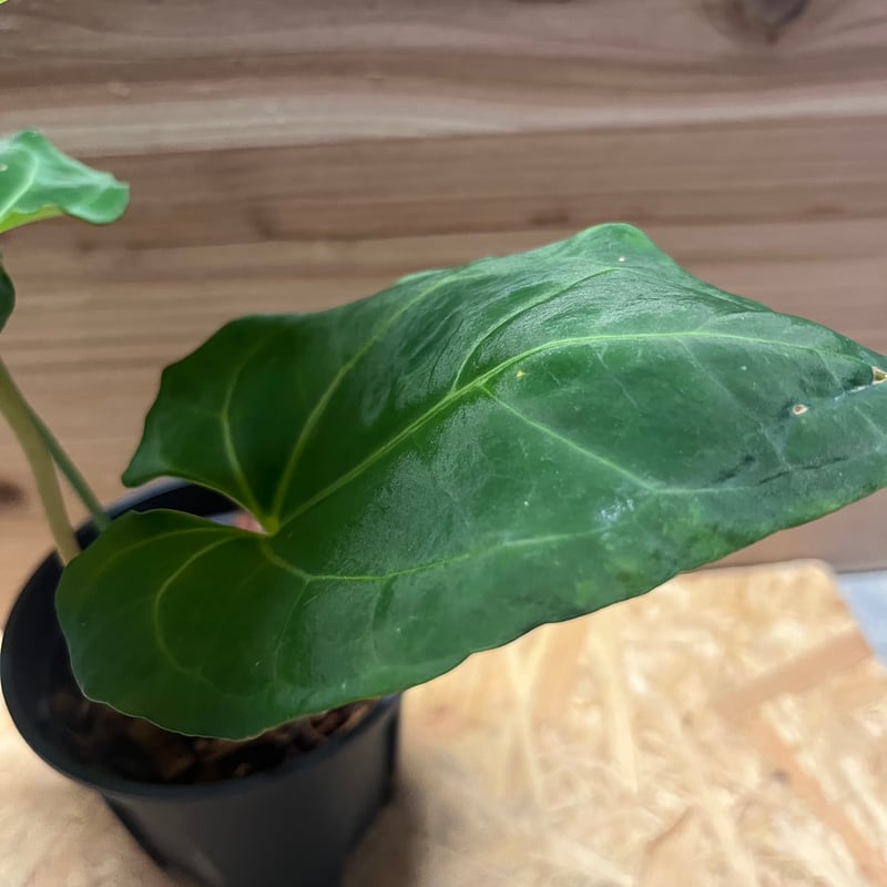 アンスリウム パピリラミナム レッドステム | GREEN LUCK