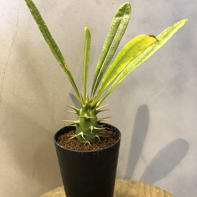 パキポディウム アンボンゲンセ 1 | GREEN LUCK