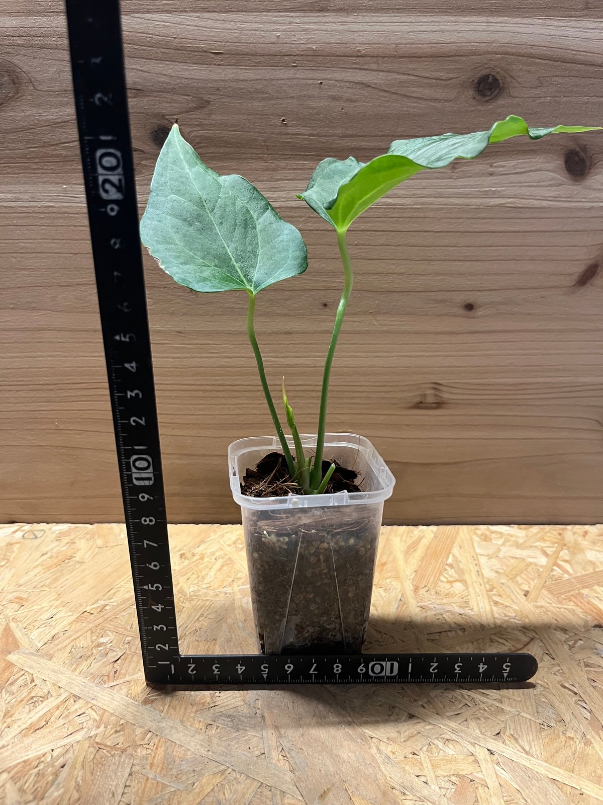 アンスリウム デルタフォース | GREEN LUCK