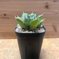 ブーファン ディスティチャ | GREEN LUCK