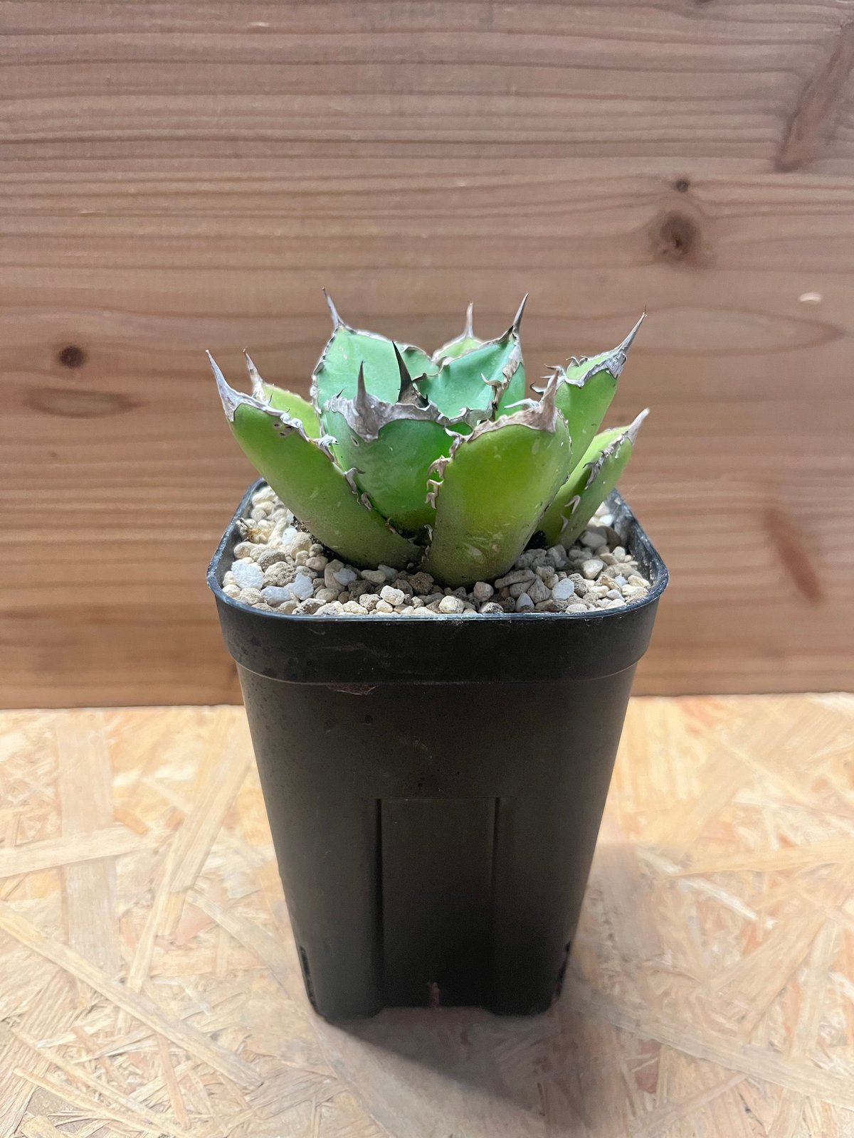 アガベ チタノタ シャークソード 完全ガイド】アガベ チタノタ 'Shark Sword'（鯊魚劍）の特徴・育て方