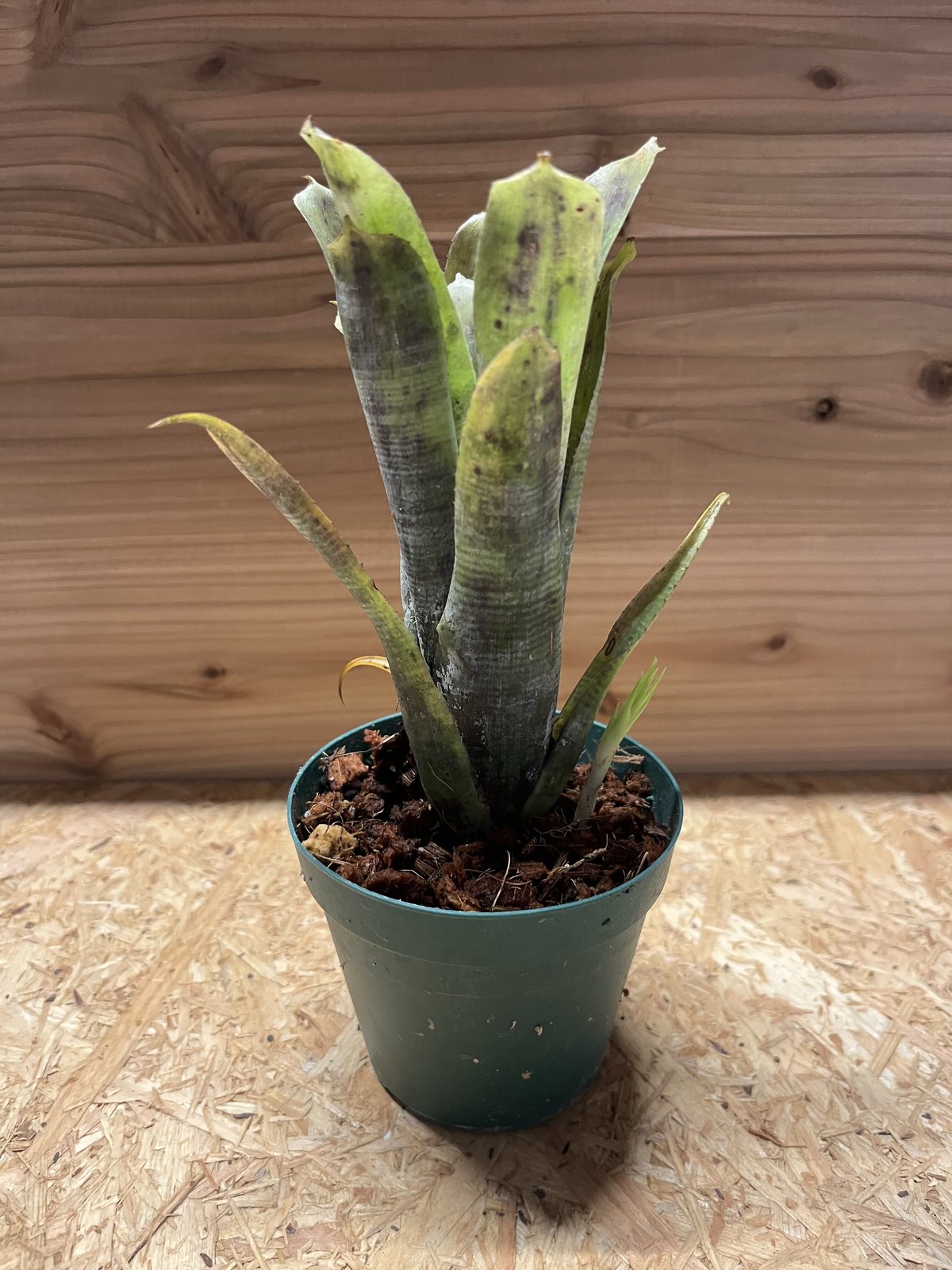 ネオレゲリア パウシフローラ スーパーホワイトクローン | GREEN