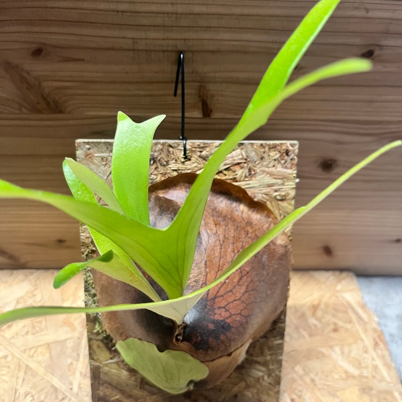 ビカクシダ アルシコルネ アフリカ | GREEN LUCK