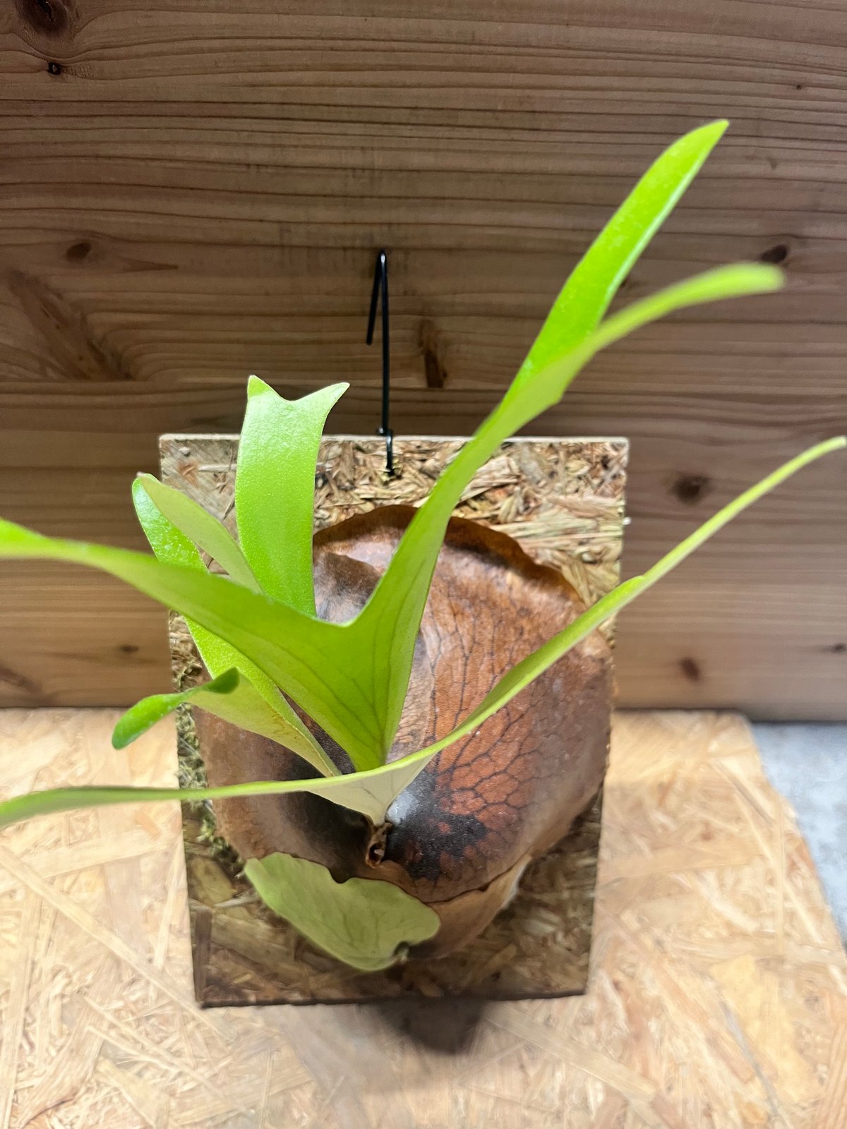 アルシコルネアフリカ　ビカク初心者さんにおすすめ　大株 アルシコルネアフリカ ビカク初心者さんにおすすめ 大株 - メルカリ