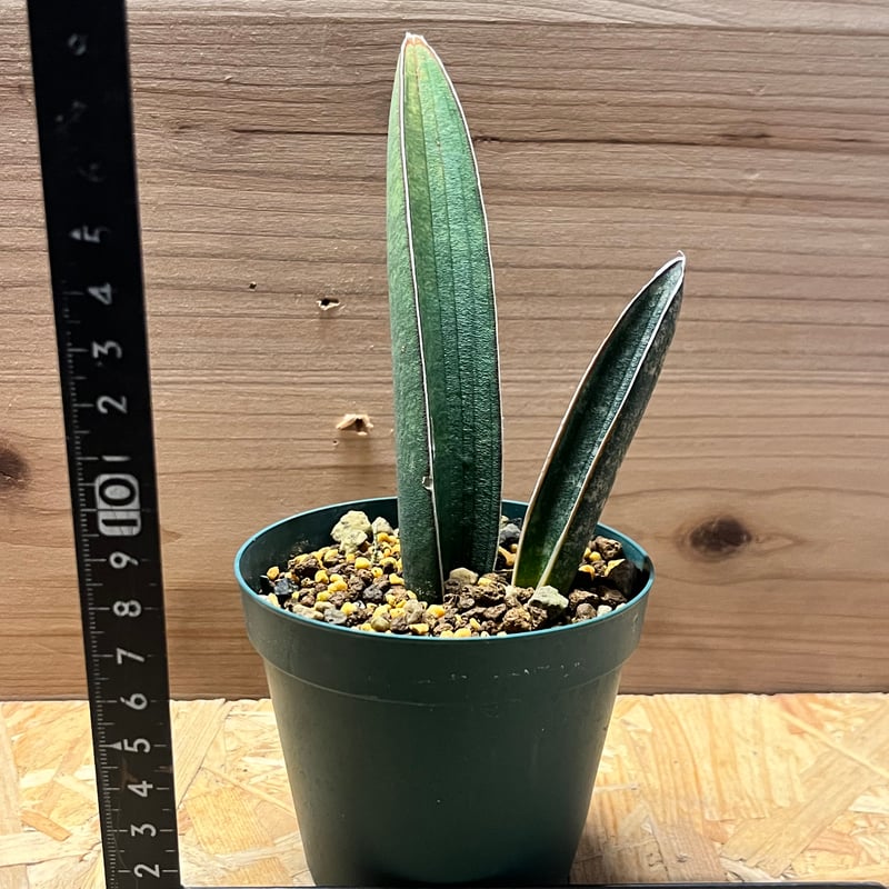 サンスベリア Sansevieria Rosy jan Sansevieria Futura Robusta | Snake Plant | Care Guide and
