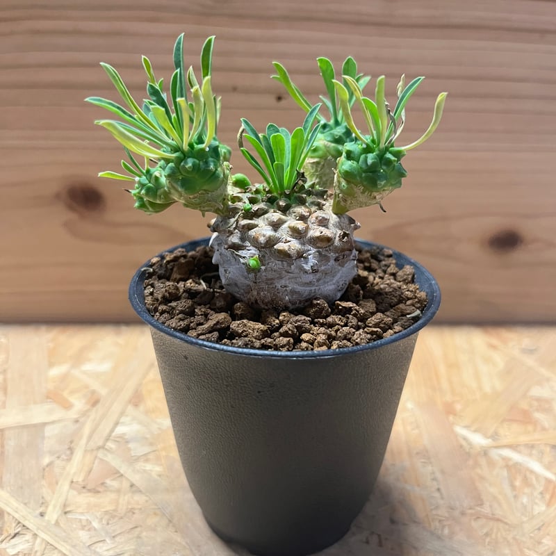 ユーフォルビア　峨眉山 ユーフォルビア 峨眉山 | GREEN LUCK