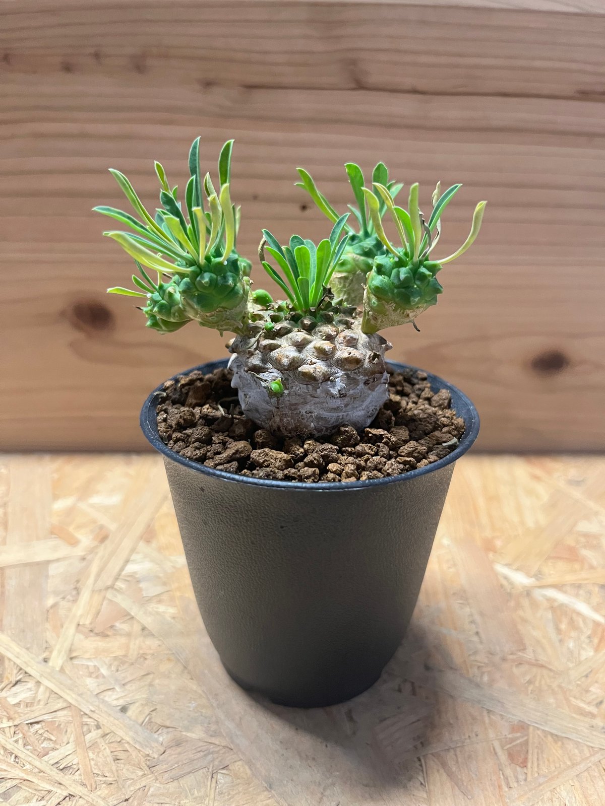 ユーフォルビア　峨眉山 ユーフォルビア 峨眉山 | GREEN LUCK