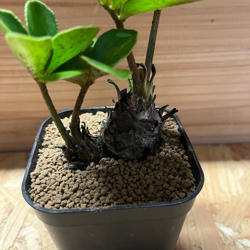 ザミア フルフラセア 多頭 | GREEN LUCK