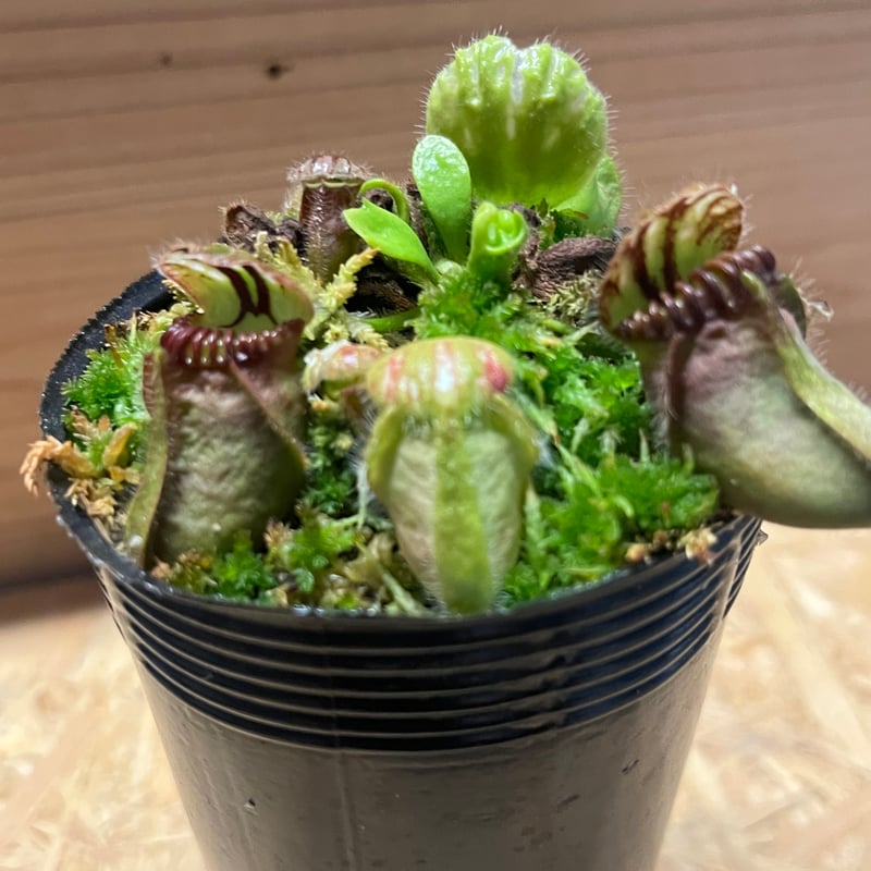 Cephalotus follicularis 恵比寿セファロタスフォリキュラリス 食虫