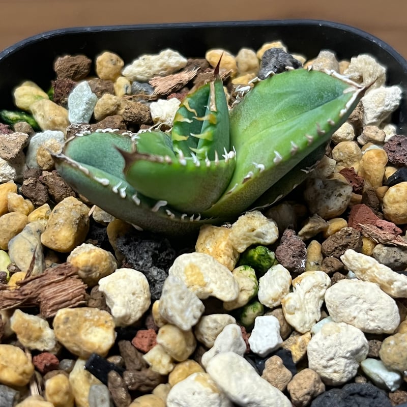 アガベ チタノタ 幻象 | GREEN LUCK