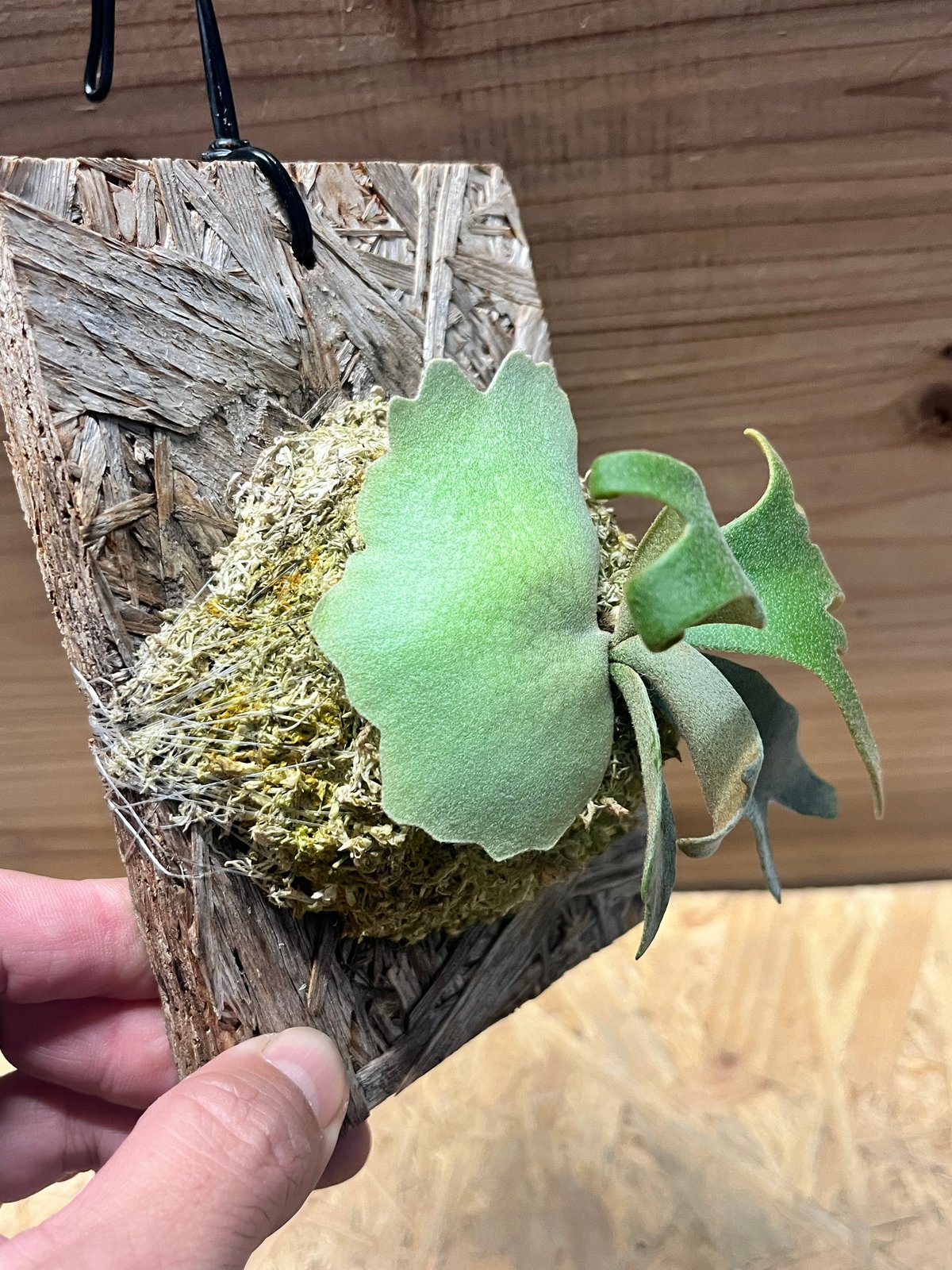 ビカクシダ ウィリンキー 'イエロームーンドワーフ スポア' | GREEN LUCK