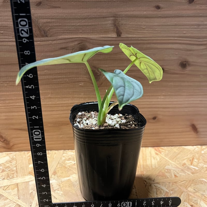 アロカシア シルバードラゴン | GREEN LUCK