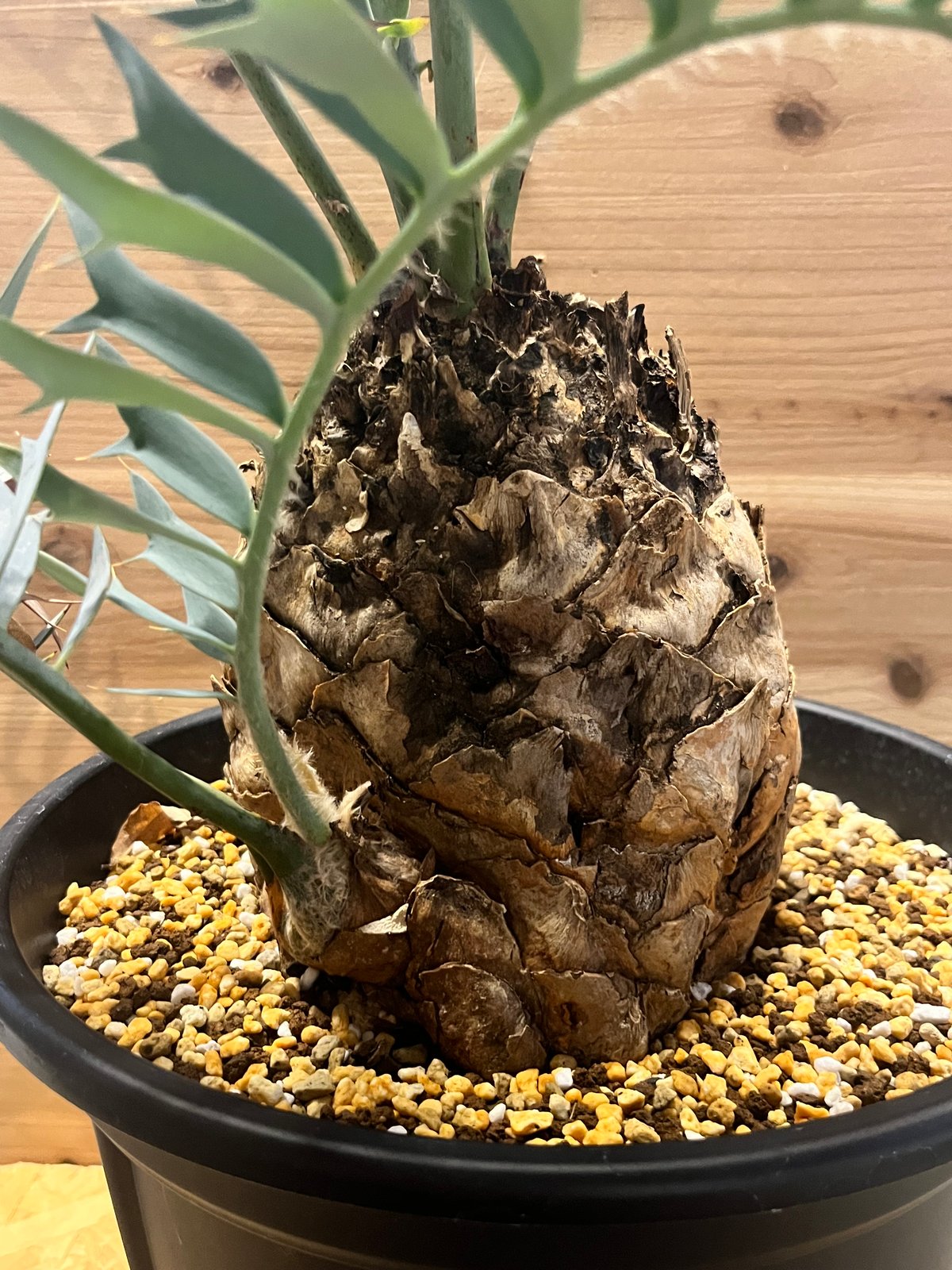 ソテツ ホリダス エンセファラルトス ホリダス | GREEN LUCK