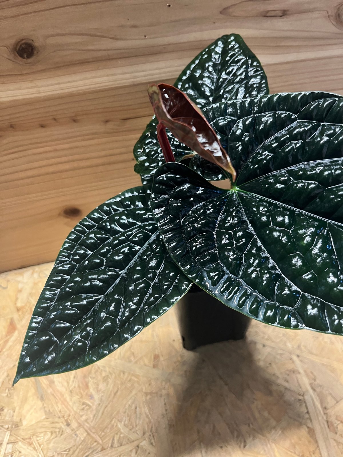 アンスリウム ルクスリアンス 'ブラック' | GREEN LUCK