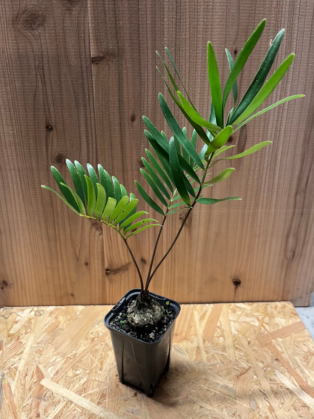 ザミア フロリダーナ | GREEN LUCK