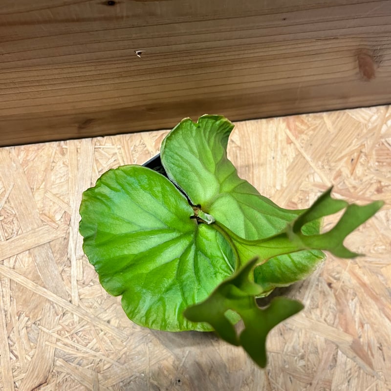 ビカクシダ リドレイ シン | GREEN LUCK