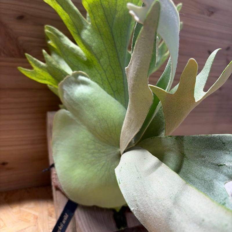 ビカクシダ ウィリンキー ワイルド | GREEN LUCK