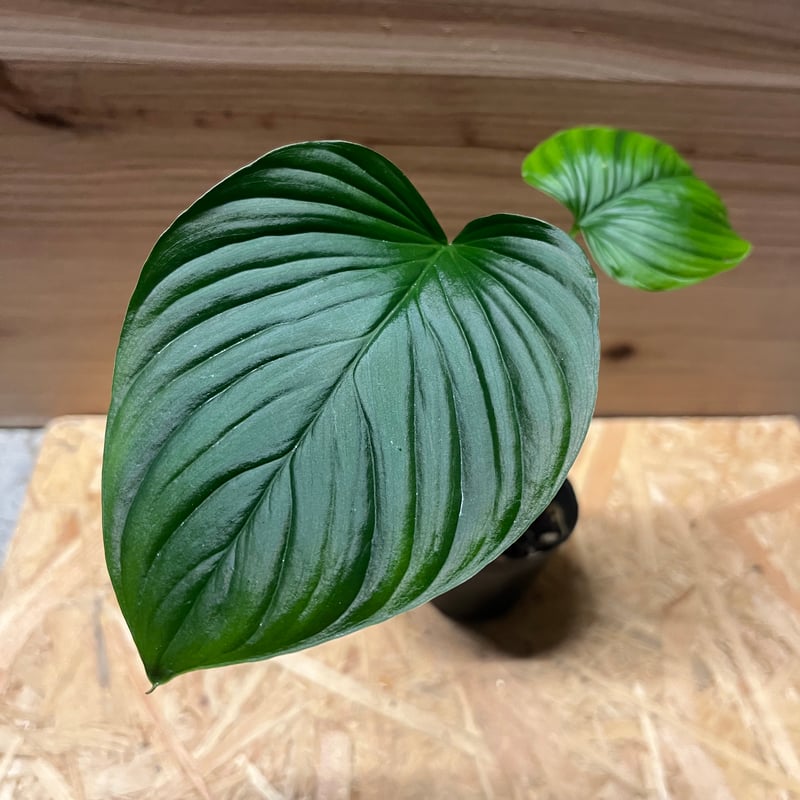 ホマロメナ ガイドグアード スマトラ | GREEN LUCK