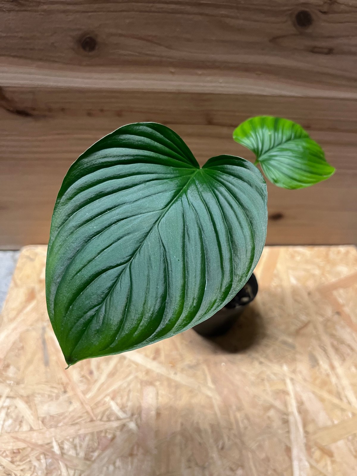 ホマロメナ ガイドグアード スマトラ | GREEN LUCK