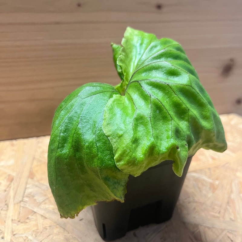 ビカクシダ マダガスカリエンセ | GREEN LUCK