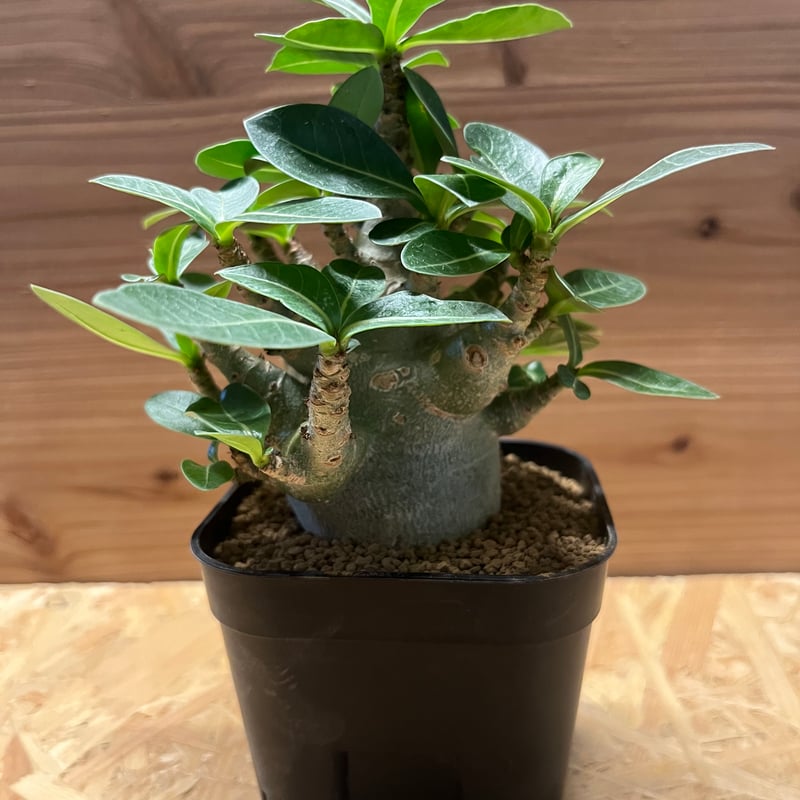 アデニウム アラビカム スーパードワーフ | GREEN LUCK