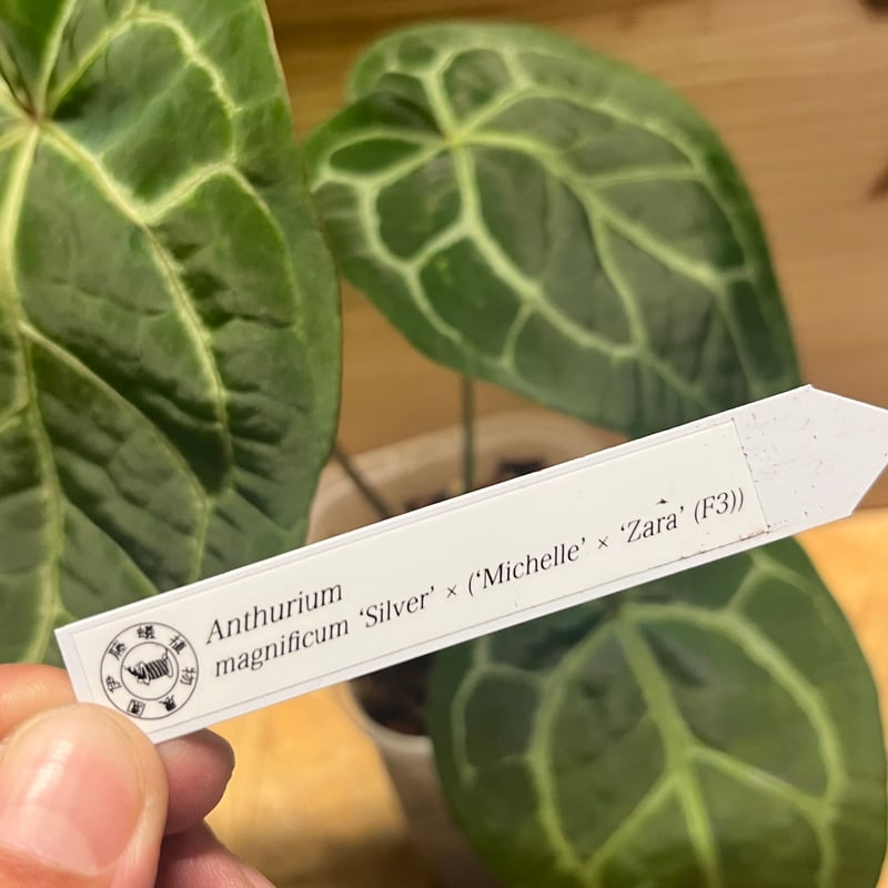 アンスリウム マグニフィカム'シルバー'×（ミシェル×ザラ）F3 | GREEN LUCK