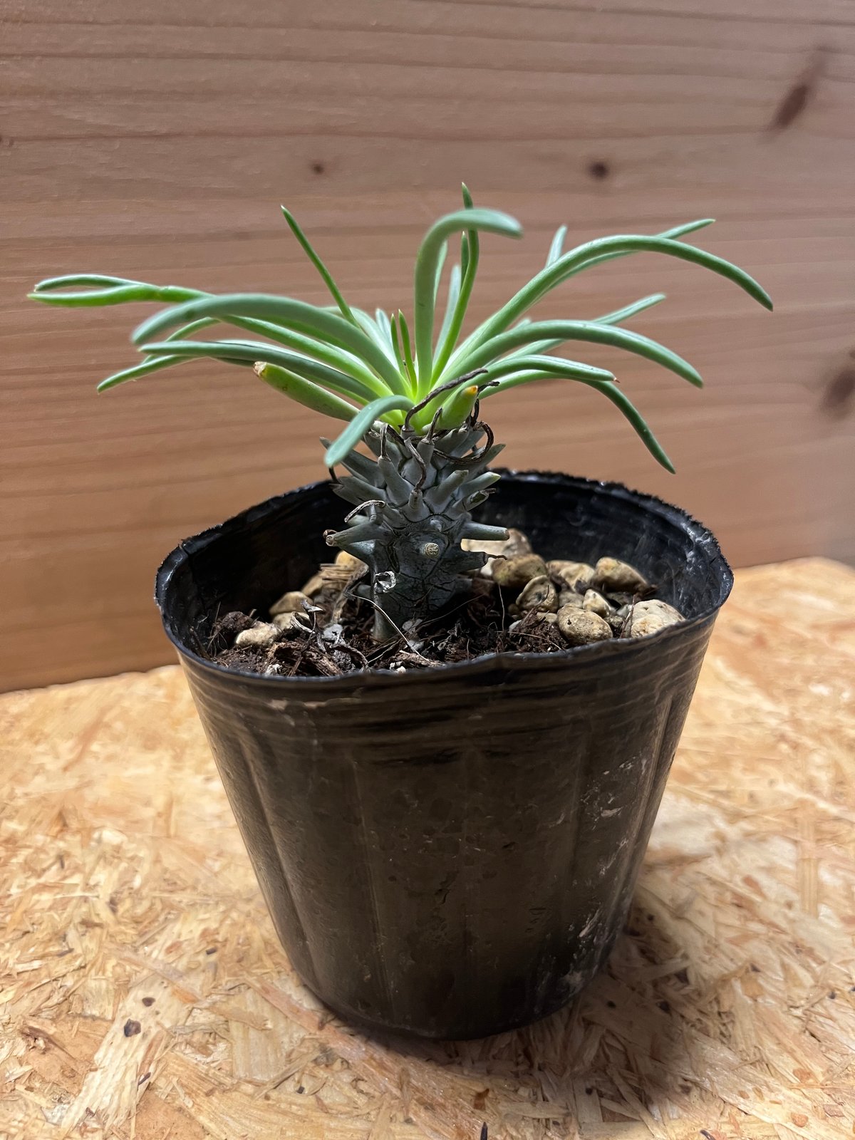 チレコドン ワリチー isla del pescado - Tylecodon wallichii-奇峰錦